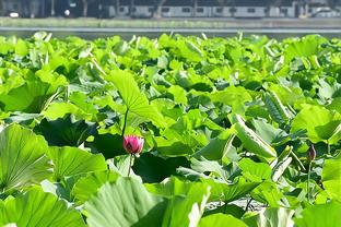 今日雷霆对阵森林狼 基迪缺席一场后迎来复出 唐斯出战成疑